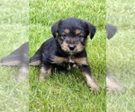 Small #3 Yorkshire Terrier