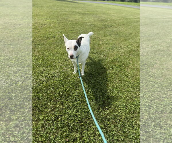 Medium Photo #3 Mutt Puppy For Sale in Walnutport, PA, USA