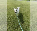 Small #2 Mutt