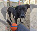 Small #5 American Pit Bull Terrier-Labrador Retriever Mix