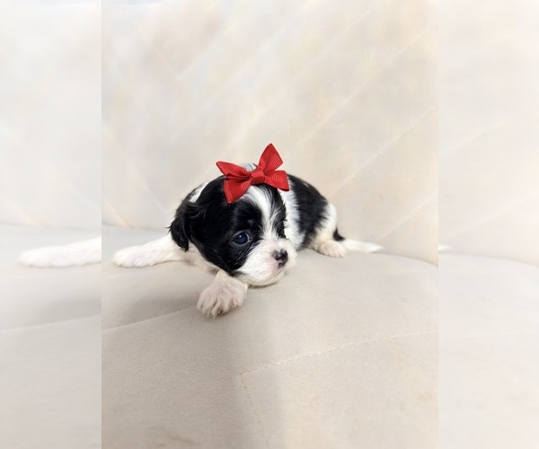 Medium Photo #14 Shih Tzu Puppy For Sale in LANCASTER, CA, USA