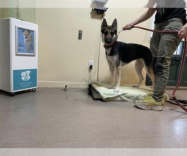 Medium Photo #1 German Shepherd Dog-Unknown Mix Puppy For Sale in Pasadena, CA, USA