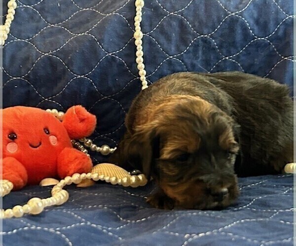 Medium Photo #26 Bernedoodle (Miniature) Puppy For Sale in HENDERSON, CO, USA
