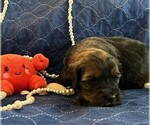 Small Photo #26 Bernedoodle (Miniature) Puppy For Sale in HENDERSON, CO, USA