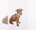 Small Photo #3 Dachshund-Unknown Mix Puppy For Sale in Princeton, MN, USA