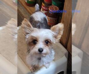 Mother of the Yorkshire Terrier puppies born on 02/15/2026