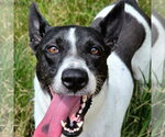 Small Photo #6 Canaan Dog-Pointer Mix Puppy For Sale in Anniston, AL, USA