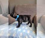 Small Photo #17 French Bulldog Puppy For Sale in FONTANA, CA, USA