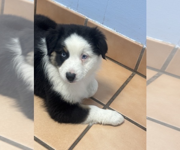 Medium Photo #1 Australian Shepherd Puppy For Sale in DUNNELLON, FL, USA