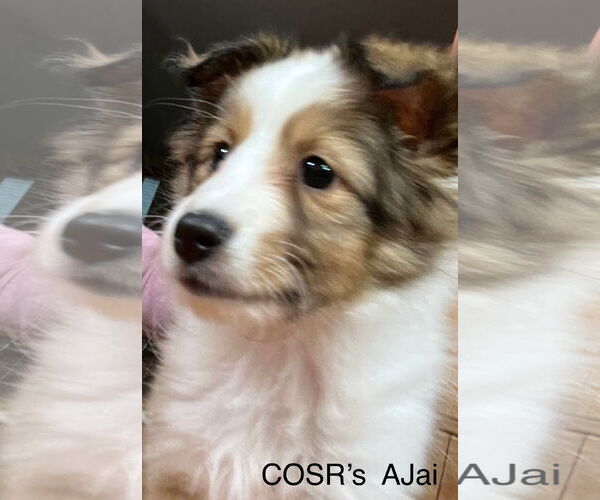 Medium Photo #3 Mutt Puppy For Sale in Columbus, OH, USA