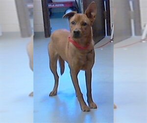 Carolina Dog Dogs for adoption in Fayetteville, NC, USA