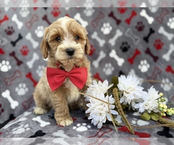 Medium Photo #7 Cock-A-Poo Puppy For Sale in LAKELAND, FL, USA