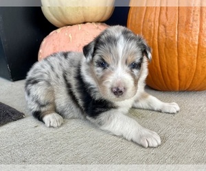 Australian Shepherd Puppy for sale in LODA, IL, USA