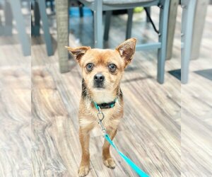 Border Terrier-Miniature Pinscher Mix Dogs for adoption in Pittsburg, CA, USA