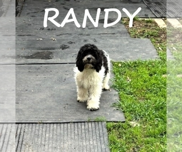 Medium Photo #4 Cockapoo Puppy For Sale in HARTLAND, MN, USA