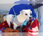 Small Italian Greyhuahua