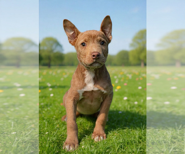 Medium Photo #1 Labrador Retriever-Unknown Mix Puppy For Sale in Royal Palm Beach, FL, USA
