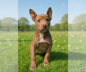 Labrador Retriever-Unknown Mix Dogs for adoption in Royal Palm Beach, FL, USA