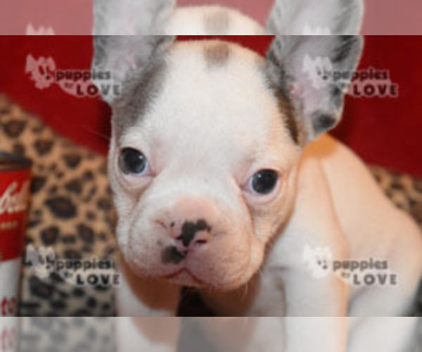 Medium Photo #3 French Bulldog Puppy For Sale in SANGER, TX, USA