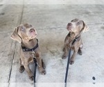 Small Photo #13 Labrador Retriever Puppy For Sale in ALEXANDRIA, VA, USA