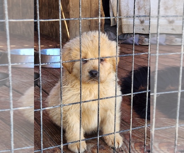 Medium Photo #1 Tibetan Mastiff Puppy For Sale in EASTVALE, CA, USA