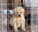 Small Tibetan Mastiff