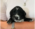 Small Photo #3 Bernedoodle (Miniature) Puppy For Sale in ALBION, NJ, USA