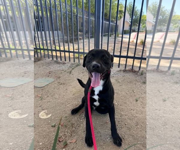 Medium Photo #4 Labrador Retriever-Unknown Mix Puppy For Sale in San Diego, CA, USA