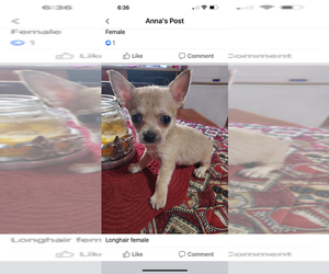 Chihuahua Puppy for sale in NACOGDOCHES, TX, USA