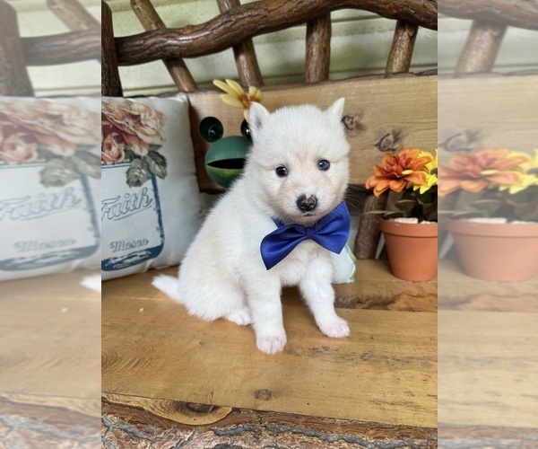 Medium Photo #24 Pomsky Puppy For Sale in VENUS, PA, USA