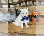 Small Photo #24 Pomsky Puppy For Sale in VENUS, PA, USA
