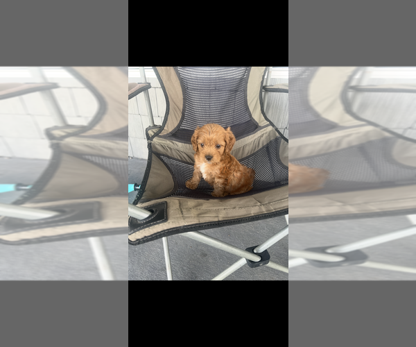 Medium Photo #2 Cavapoo (Toy) Puppy For Sale in NILES, MI, USA