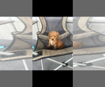 Small #1 Cavapoo (Toy)