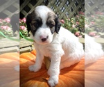 Small Photo #18 English Setterdoodle Puppy For Sale in LIBERTY, KY, USA