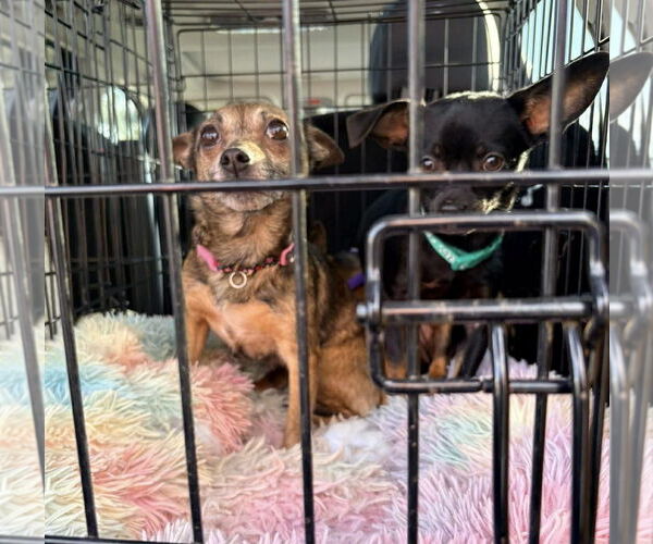 Medium Photo #7 Chihuahua-Unknown Mix Puppy For Sale in Mount Laurel, NJ, USA