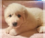 Puppy Yellow Great Pyrenees