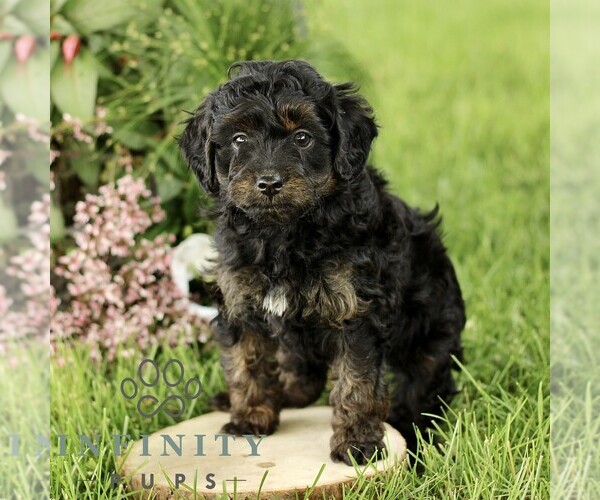 Medium Photo #1 Poovanese Puppy For Sale in RONKS, PA, USA
