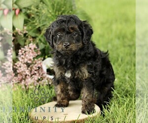 Poovanese Puppy for sale in RONKS, PA, USA