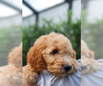 Puppy Black Collar Goldendoodle