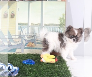 Pomeranian Puppy for Sale in MOUNT VERNON, Ohio USA
