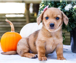 Puppy 8 Dorgi