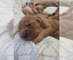 Litter of 10 - Male(s) and Female(s) Golden Irish-Golden Retriever MixLitter of Puppies for Sale - Photo #3