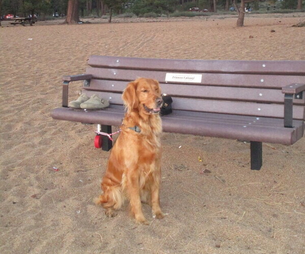Medium Photo #14 Golden Retriever Puppy For Sale in SACRAMENTO, CA, USA