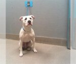 Small Photo #1 American Pit Bull Terrier-Unknown Mix Puppy For Sale in Las Vegas, NV, USA
