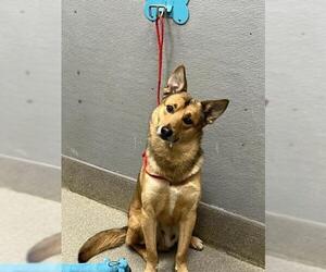 Mutt Dogs for adoption in Las Vegas, NV, USA