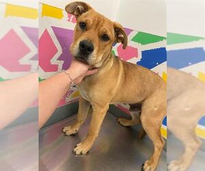 Labrador Retriever Dogs for adoption in Baytown, TX, USA