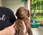 Small #1 Chesapeake Bay Retriever