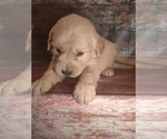 Puppy 4 Golden Retriever