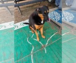Small #3 German Shepherd Dog Mix