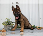 Small #2 German Shepherd Dog